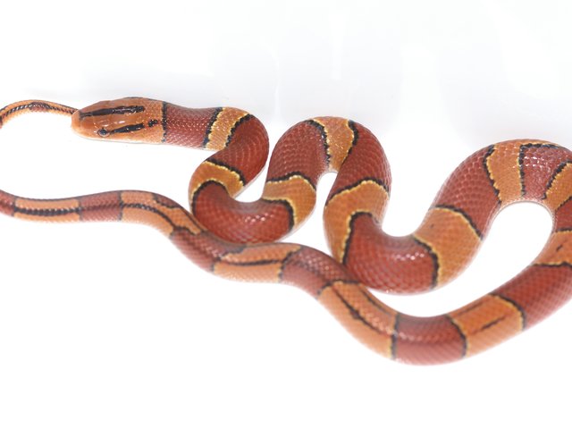 Snake-Breeder - Serpents: Oreocryptophis porphyraceus laticinctus