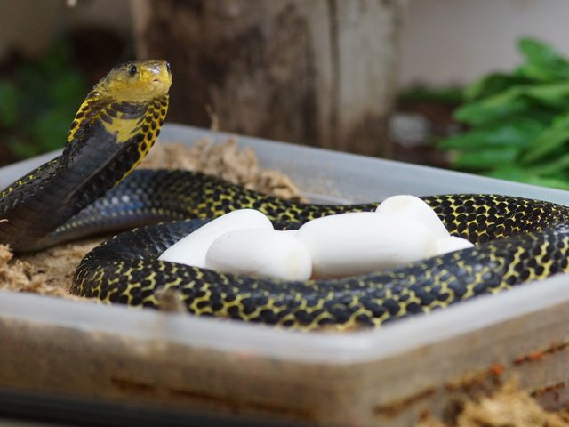 Snake-Breeder - Serpents: Naja Samarensis