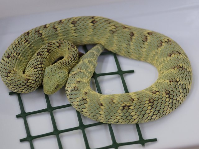 Snake-Breeder - Serpents: Atheris squamigera