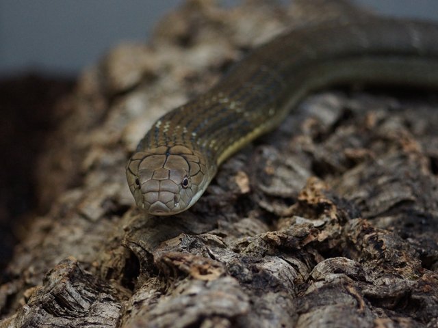 Snake-Breeder - Serpents: Ophiophagus hannah