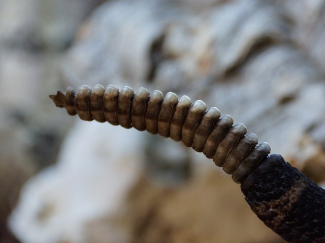 Snake-Breeder - Serpents: Crotalus horridus atricaudatus