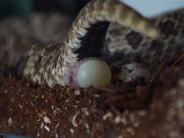 Snake-Breeder - Serpents: Heterodon nasicus