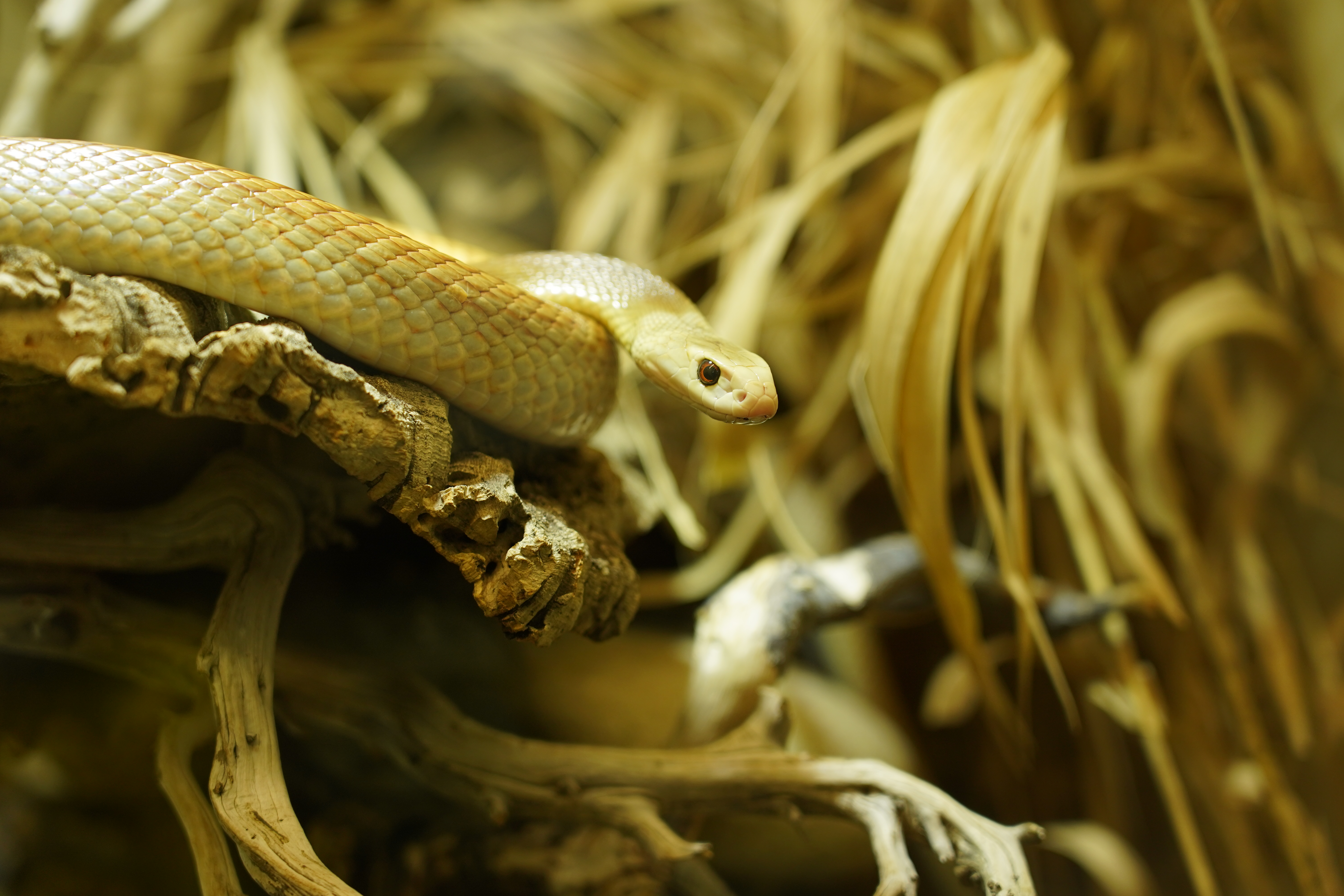 Snake-Breeder - Serpents: Oxyuranus scutellatus scutellatus