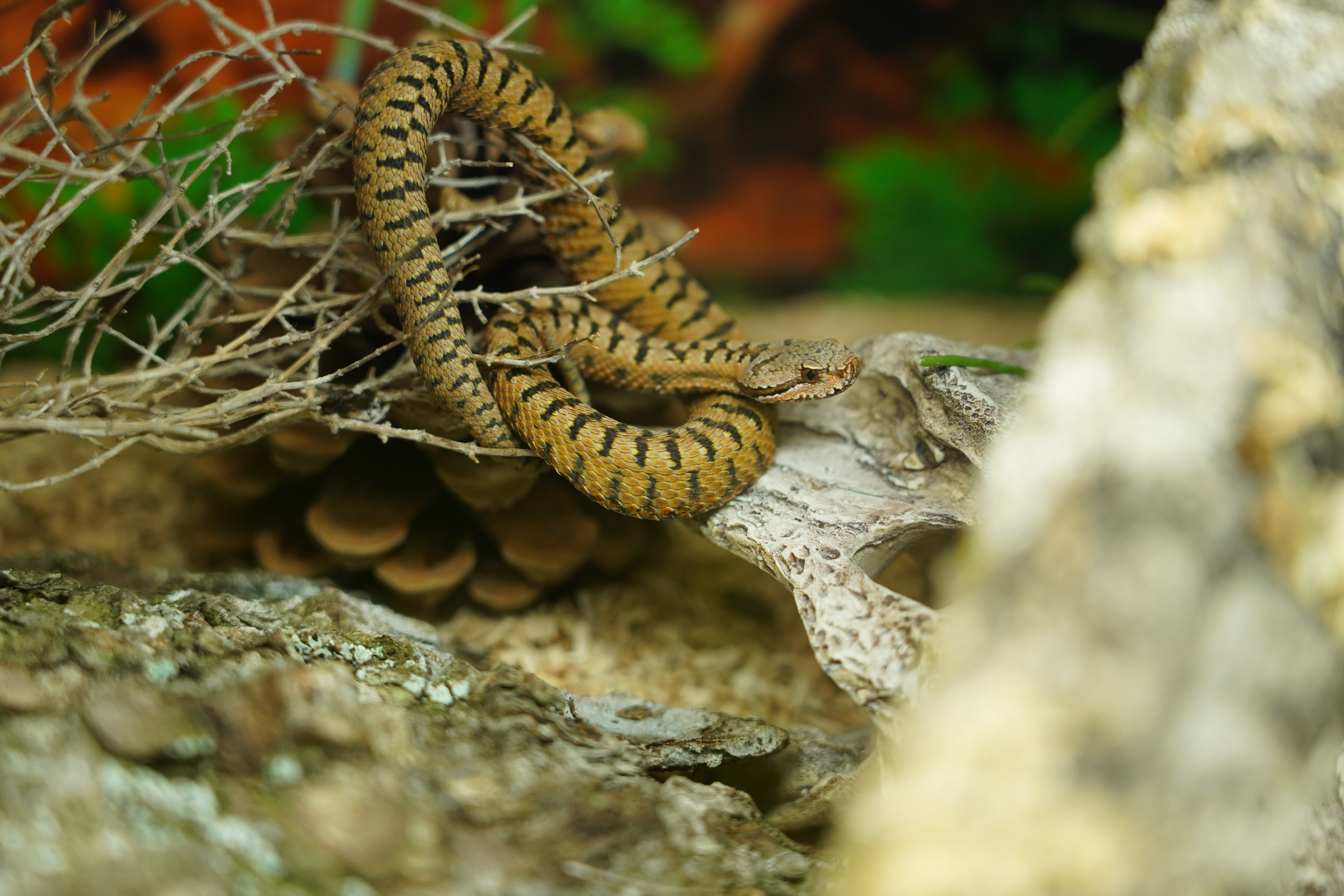 Snake-Breeder - Serpents: Vipera aspis