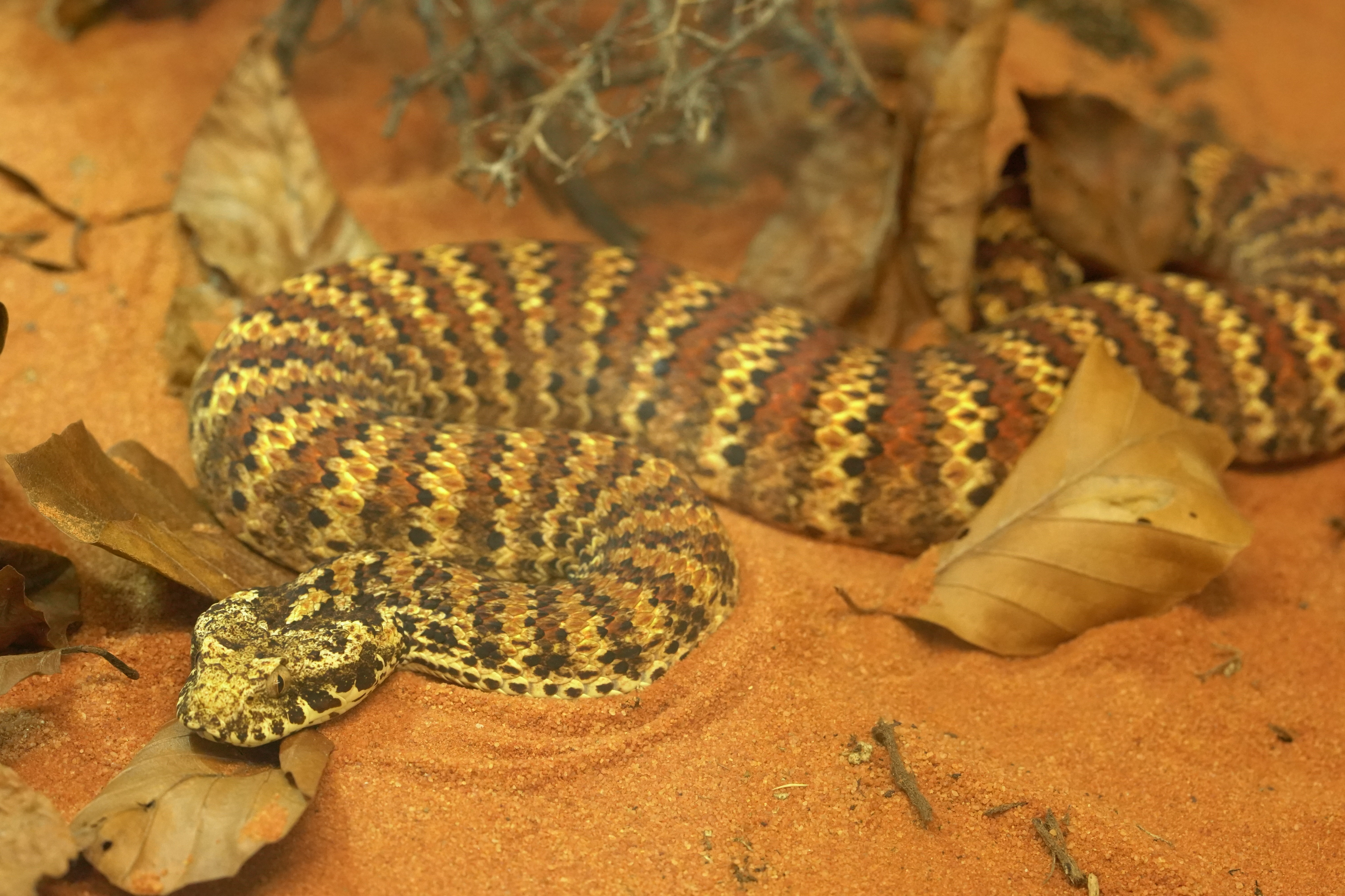 Snake-Breeder - Serpents: Acanthophis rugosus
