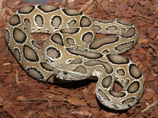 Snake-Breeder - Serpents: Daboia russelli