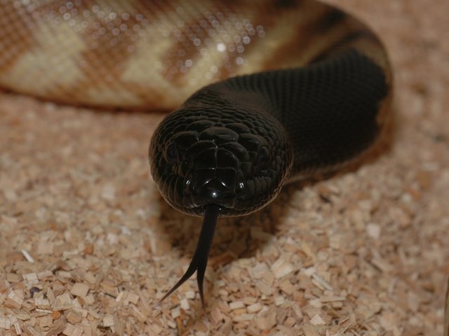 Snake-Breeder - Serpents: Aspidites melanocephalus