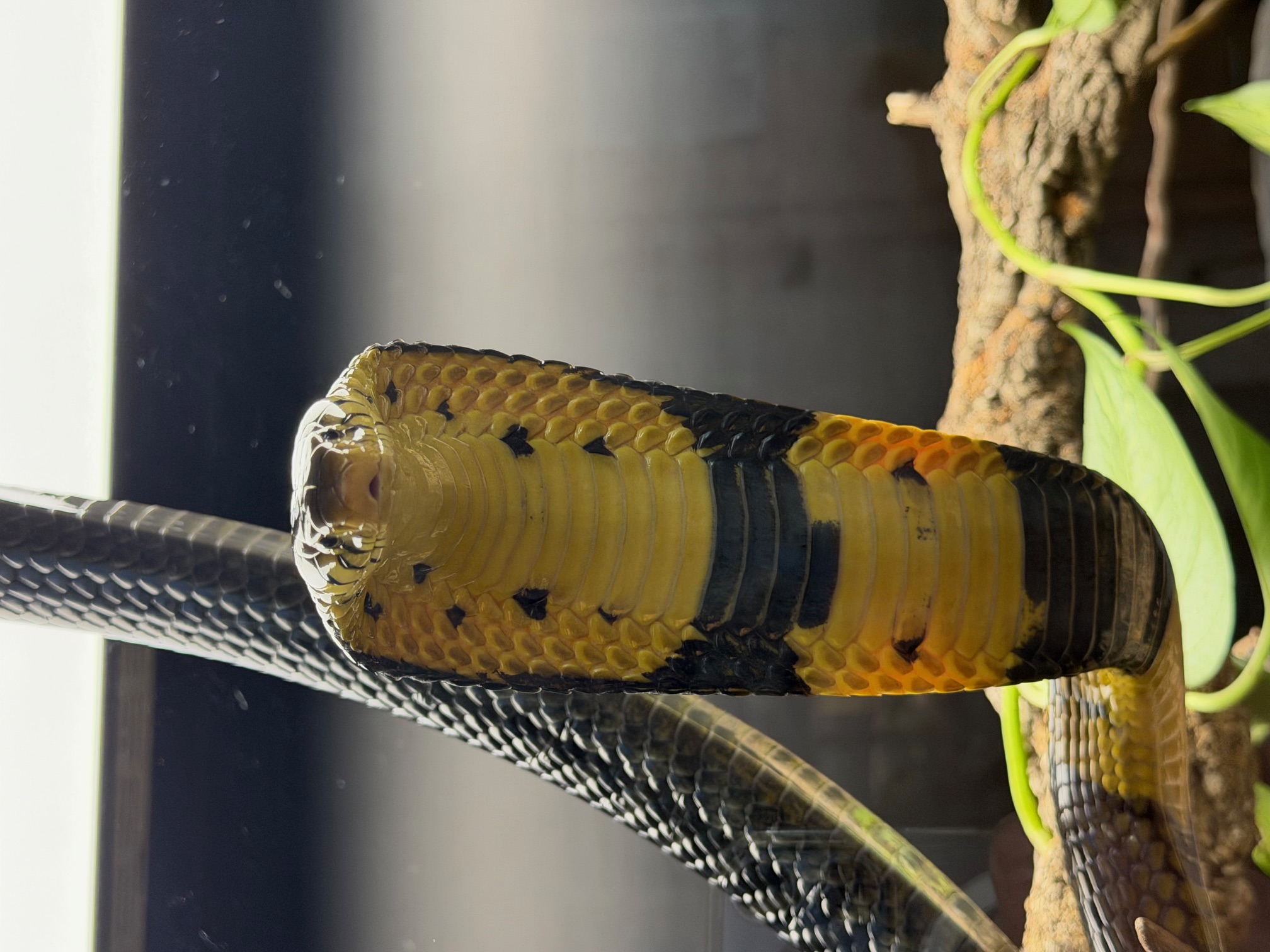 Snake-Breeder - Serpents: Naja savanulla