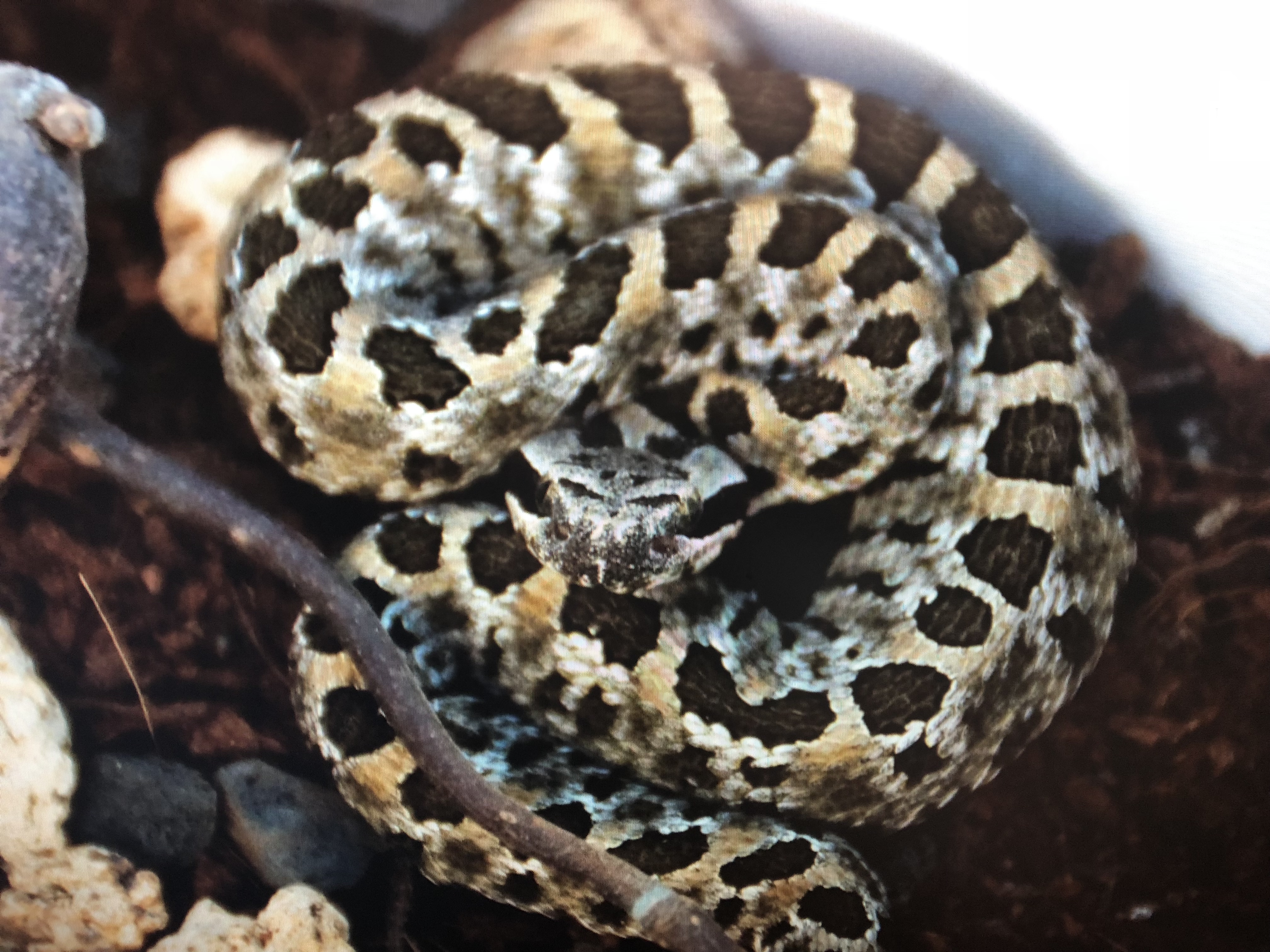 Snake-Breeder - Serpents: Crotalus armstrongi