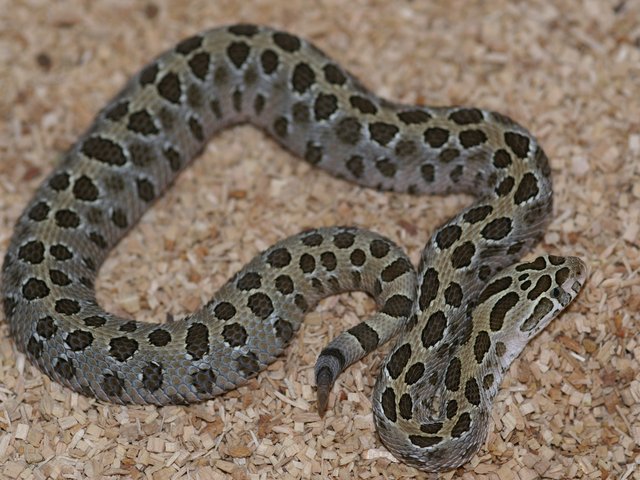 Snake-Breeder - Serpents: Crotalus polystictus