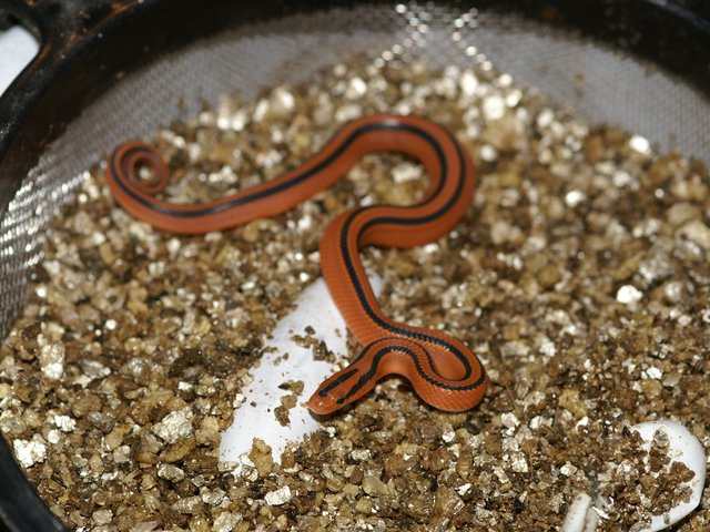 Snake-Breeder - Serpents Oreocryptophis porphyraceus coxi