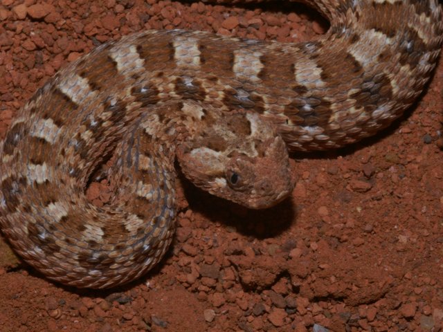 Snake-Breeder - Serpents: Bitis caudalis