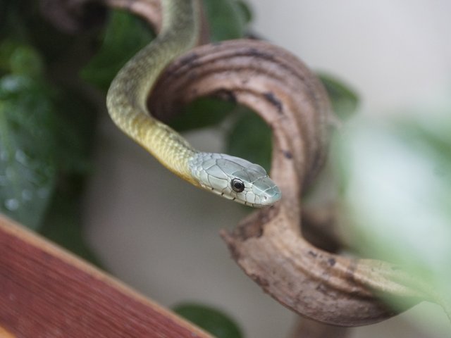 Snake-Breeder - Serpents: Dendroaspis jamesoni kaimosae