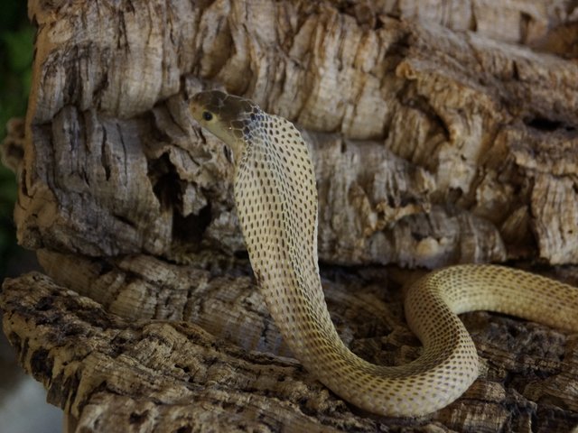 Snake-Breeder - Serpents: Naja sumatrana