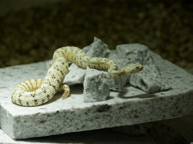 Snake-Breeder - Serpents: Crotalus pyrrhus