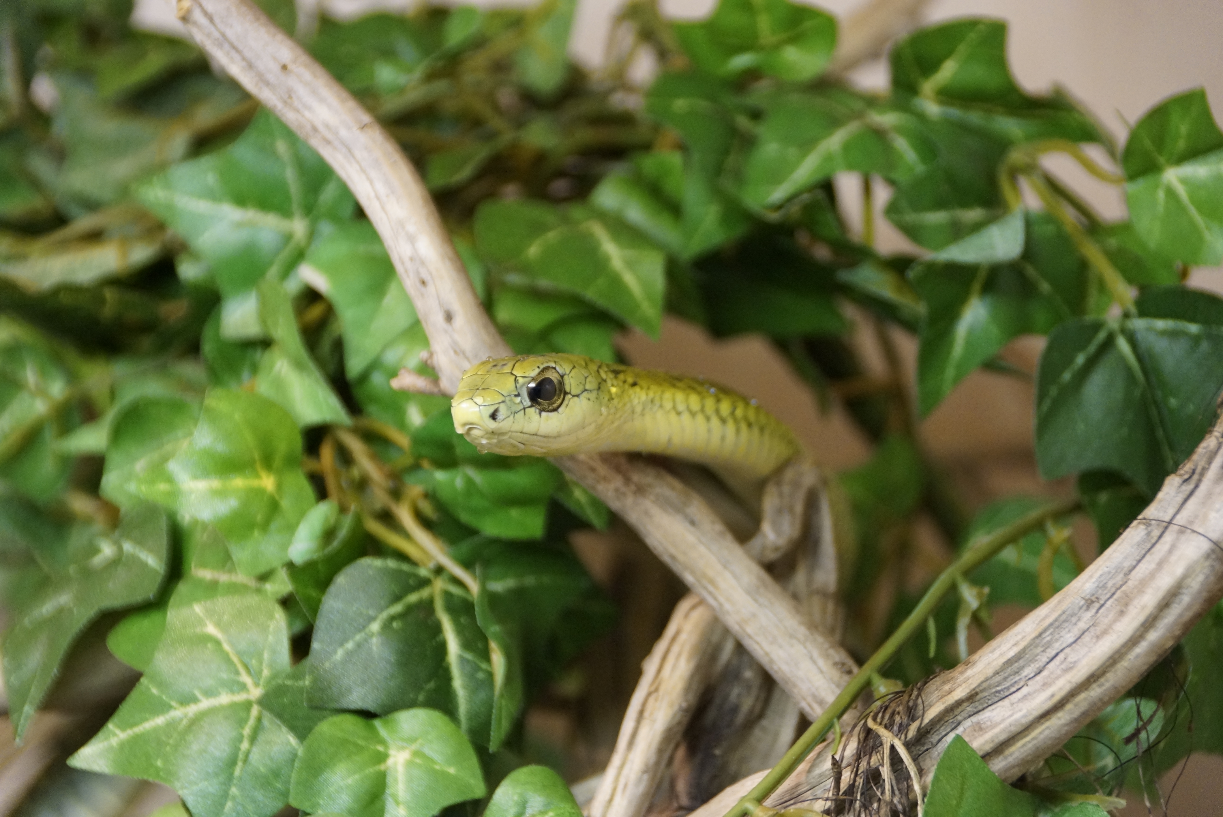 Snake-Breeder - Serpents Dispholidus typus