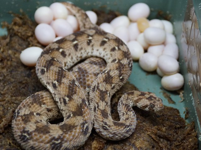 Snake-Breeder - Serpents: Echis ocellatus