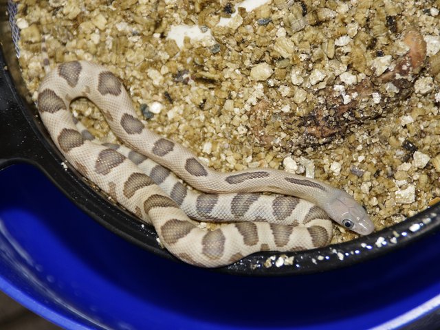 Snake-Breeder - Serpents: Bogertophis subocularis