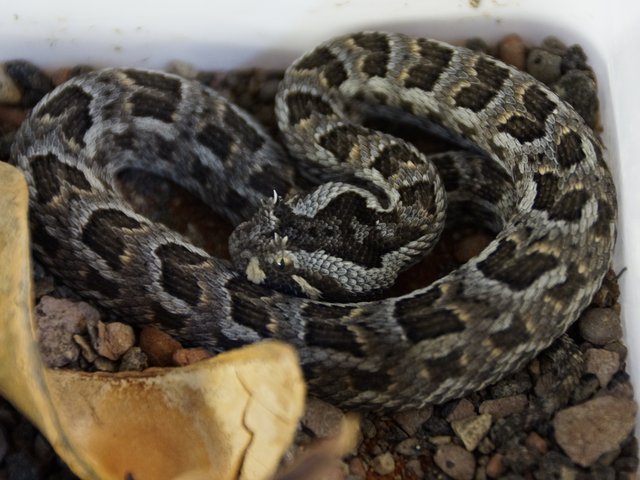 Snake-Breeder - Serpents: Bitis cornuta
