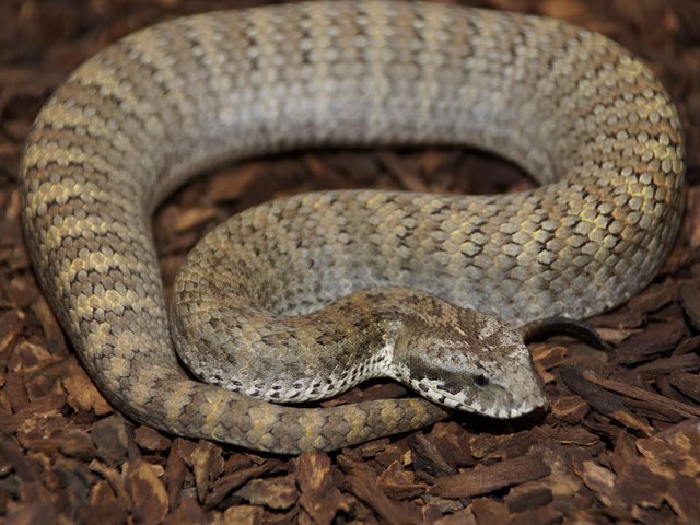 Snake-Breeder - Serpents: Acanthophis lancasterei