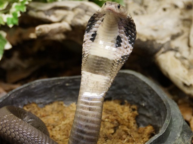 Snake-Breeder - Serpents: Naja atra