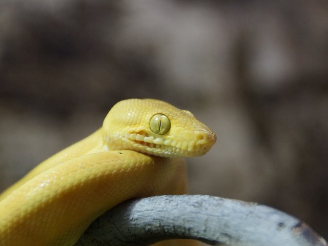 Snake-Breeder - Serpents: Corallus hortulanus