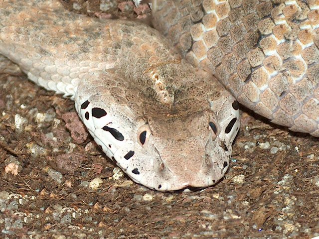 Snake-Breeder - Serpents: Acanthophis laevis