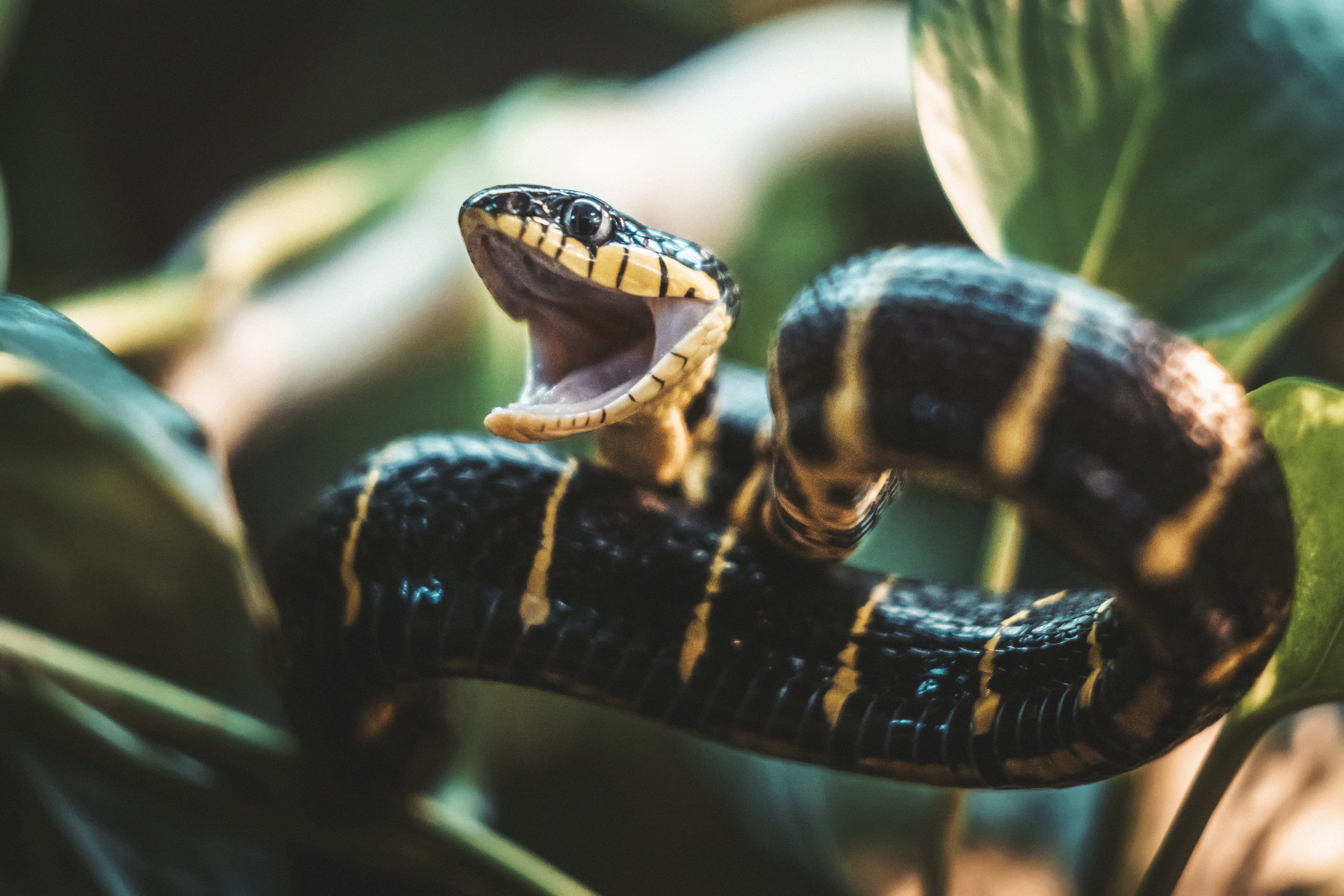 Snake-Breeder - Serpents: Boiga dendrophila melanota