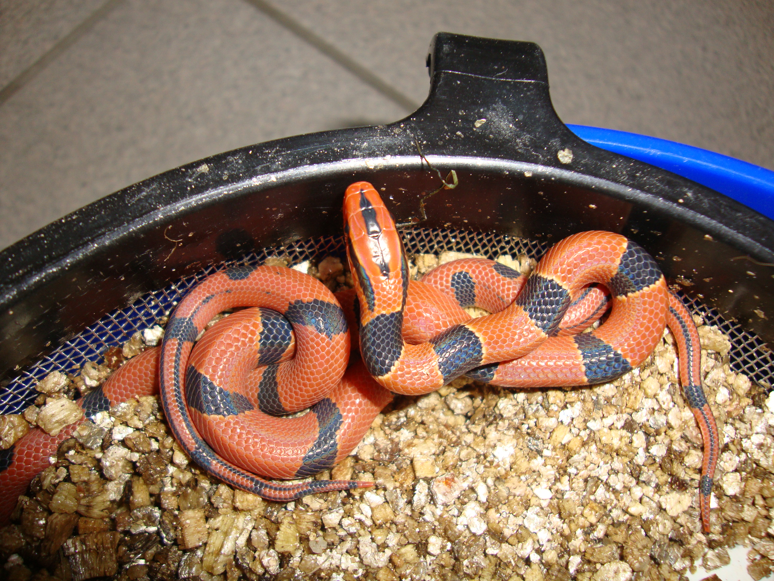 Snake-Breeder - Serpents à vendre : Oreocryptophis porphyraceus pulchra