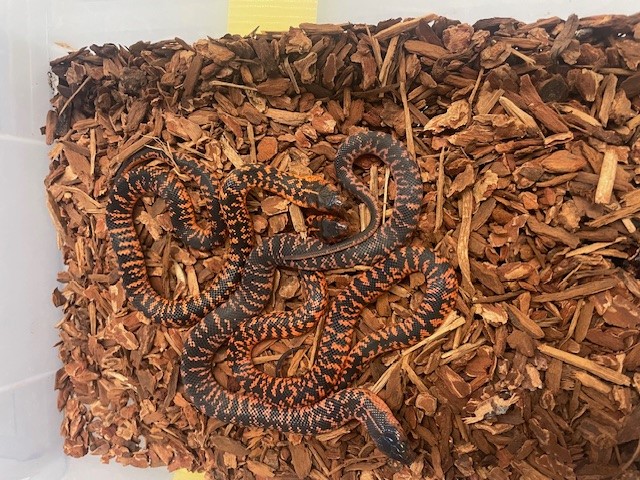 Snake-Breeder - Serpents à vendre : Pseudechis colletti